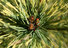 Drachenaugen-Kiefer, Pinus densiflora 'Oculus-Draconis'