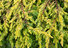 Säulenwacholder, Juniperus communis 'Goldschatz'