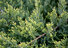 Strauchwacholder, Juniperus media 'Mint Julep'