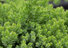 Zwerg-Kriechwacholder, Juniperus procumbens 'Nana'