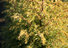 Säulenwacholder, Juniperus communis 'Gold Cone'