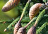 Zapfenfichte, Picea abies 'Acrocona'