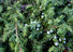 Strandwacholder, Juniperus conferta
